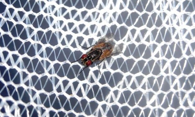 Los tipos de mosquitera más comunes