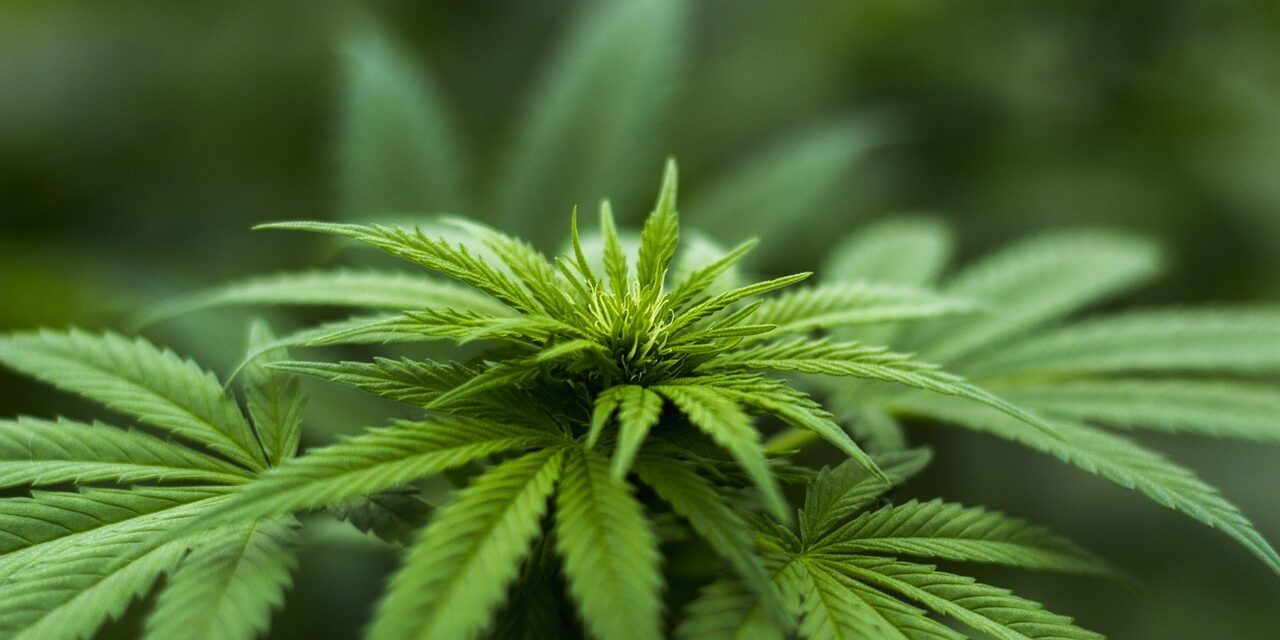 El CBD cambia la percepción del Cannabis: de estigma a tratamiento terapéutico