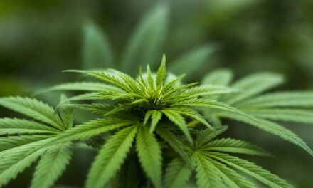 El CBD cambia la percepción del Cannabis: de estigma a tratamiento terapéutico